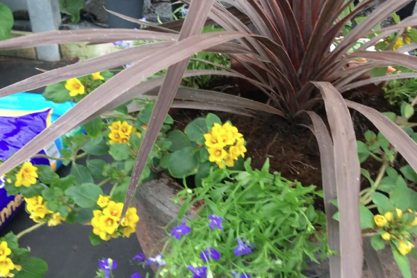 Video: Planting your Pots